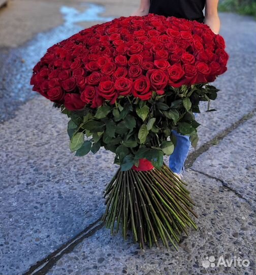 Метровые розы Эквадор