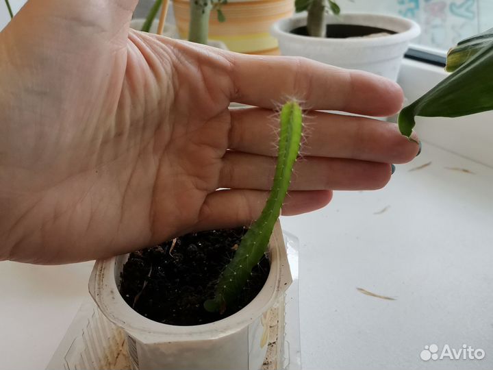 Кактус Питахайя (Питахия), рассада из семян