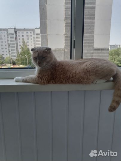 Британский котик