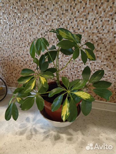 Домашние цветы