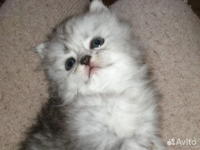 Котята персидской шиншиллы