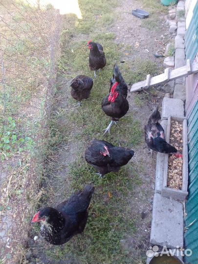 Куры несушки -семья