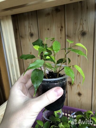 Фикус Бенджамина