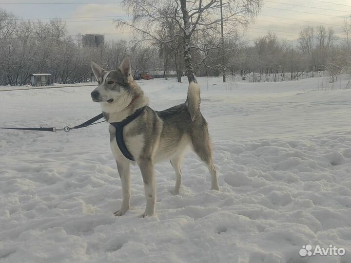 Красавчик Грей собака в добрые руки