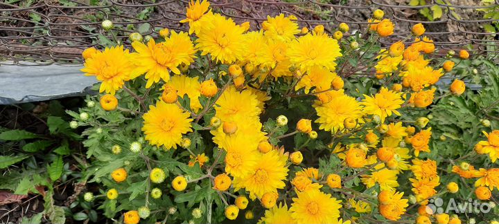 Цветы многолетник хризантема корейская мультифлора