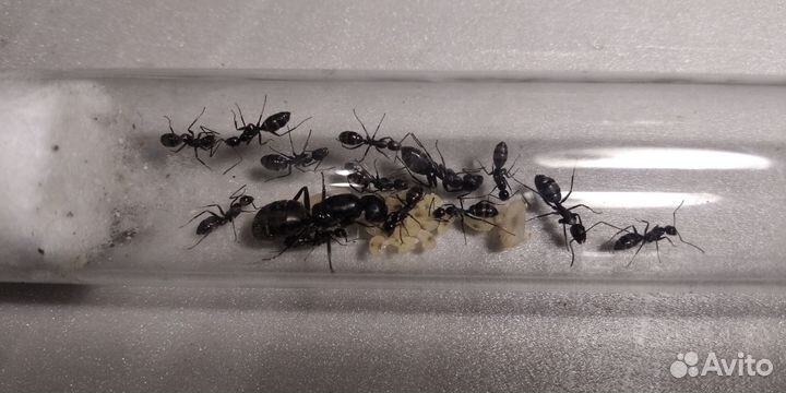 Муравьи Camponotus vagus