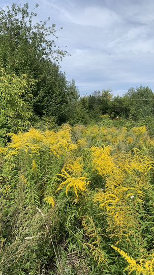 Участок 5 сот. (ИЖС)