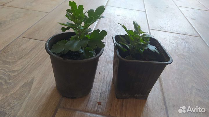 Хризантема мультифлора