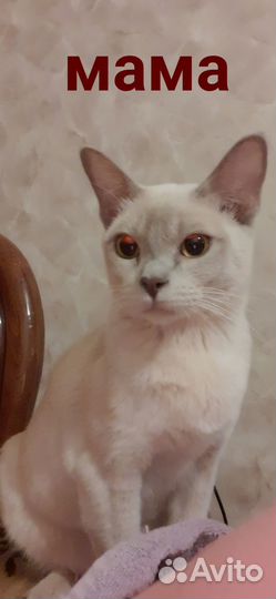 Бурманские котята, лиловый мальчик