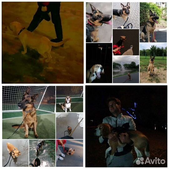 Выгул собак. Дрессировка собак во время выгула