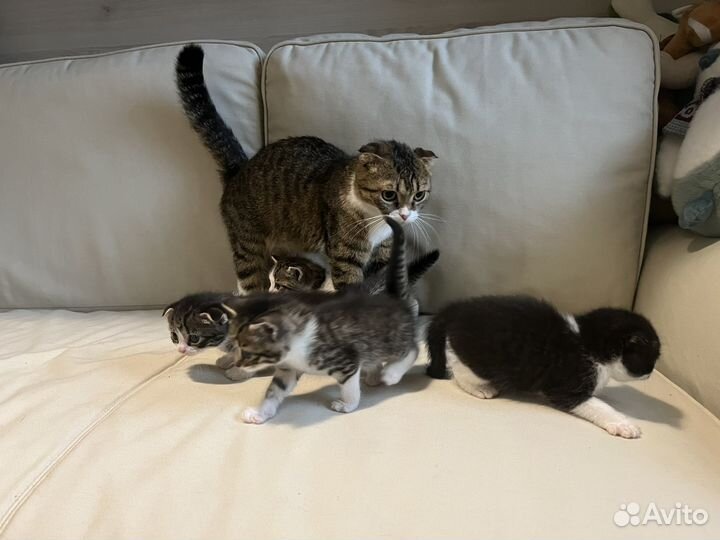 Котята в добрые руки мальчики 1 месяц