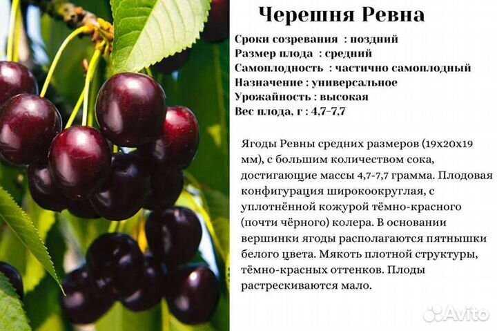 Саженцы черешня