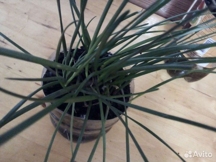 Цветы комнатные