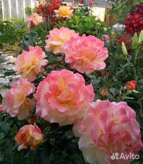 Роза Катрин Лаборде (саженец)