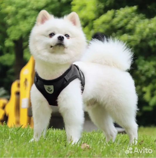 Шлейка для собак и кошек Размер XL