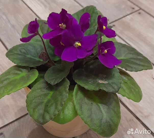 Домашние цветы