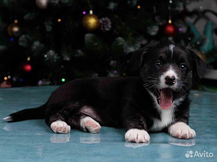 Вельш корги кардиган