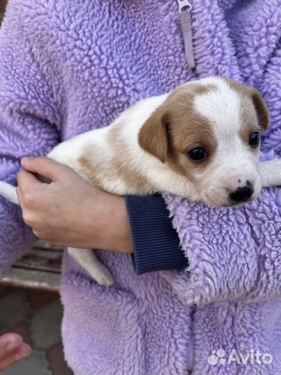 Двортерьер