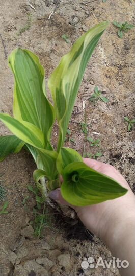 Хоста с жёлтой каймой