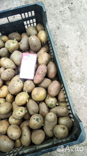 Семенной картофель жёлтый, пищевой