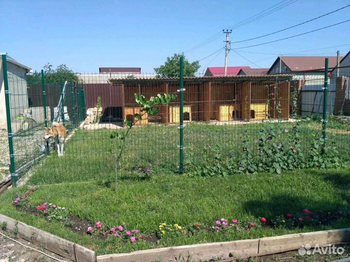 Гостиница для собак