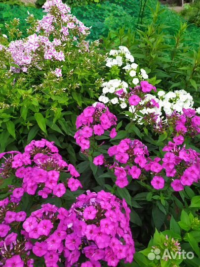 Флоксы сортовые, а так же сеянцы