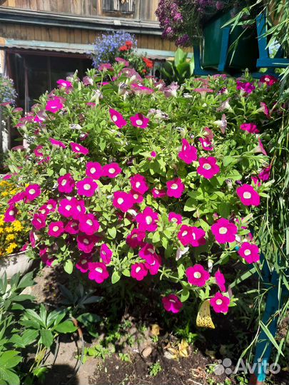 Вегетативная петуния, многолетники