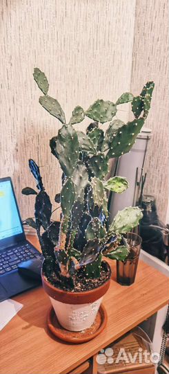 Кактус опунция