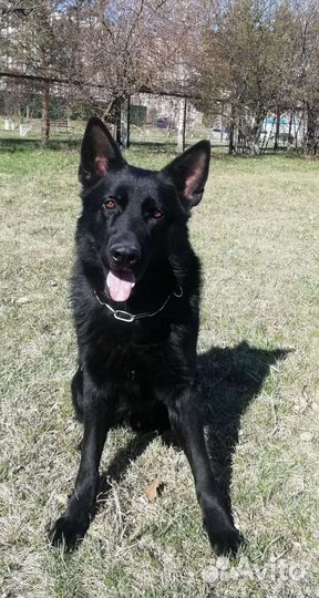 Немецкая овчарка