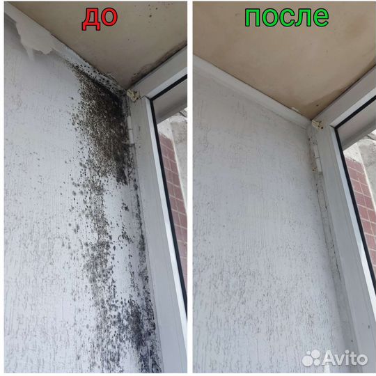 Уничтожение плесени удаление обработка от плесени