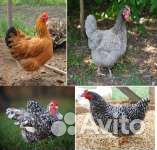 Сбор заказа на утят, цыплят несушки, индюшат