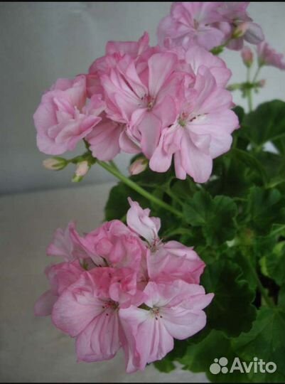 Пеларгония герань Deacon Lilac mist