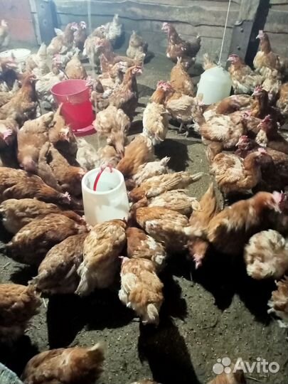 Куры несушки