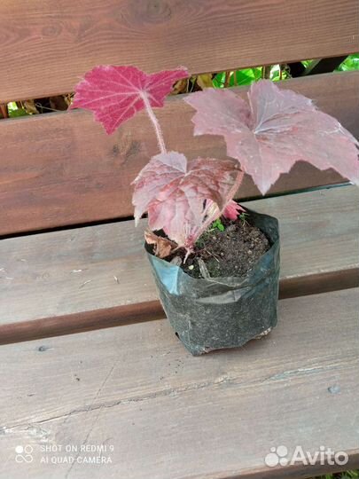 Астильба,гейхера,многолетники