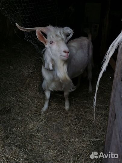 Вязка козел