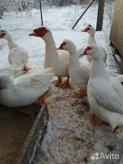 Инкубационное яйцо гуси-утки