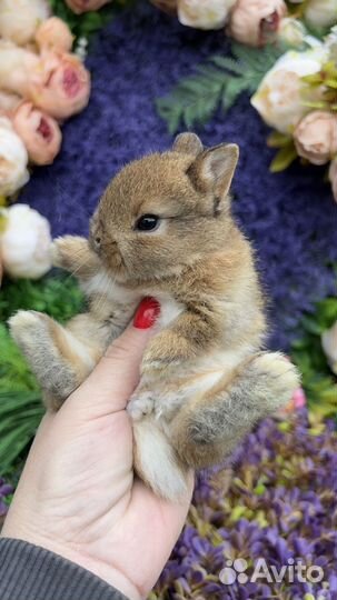 Кролики домашние