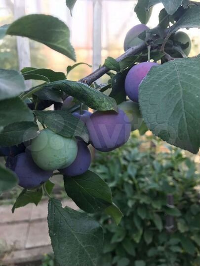 Дом 110 м² на участке 10 сот.