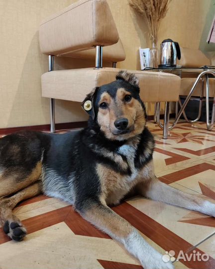 Собака в добрые руки