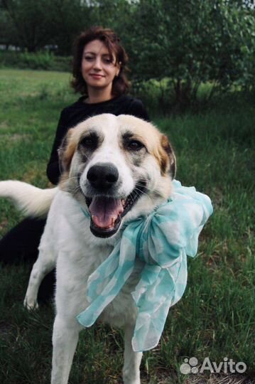 Невероятная Скарлетт живёт в приюте