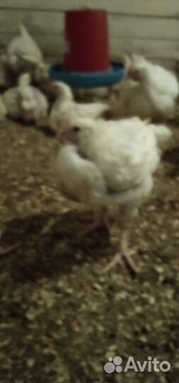 Куры бройлеры