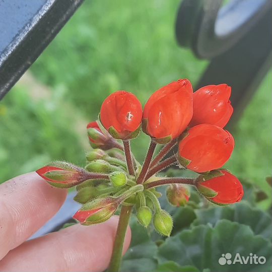 Пеларгония герань