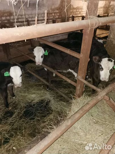 Телята бычки