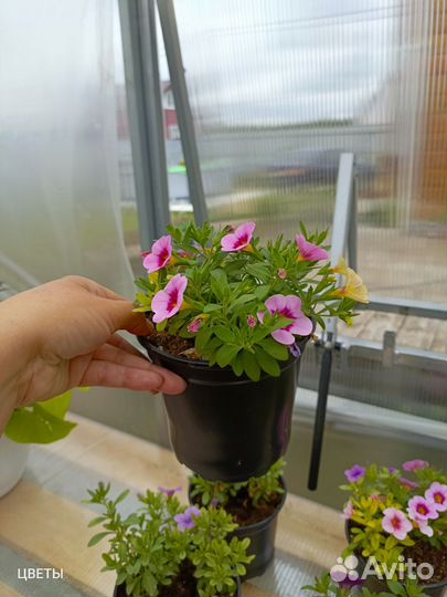 Калибрахоа