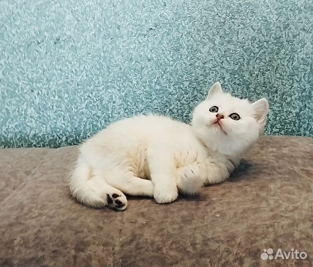 Кот для вязки