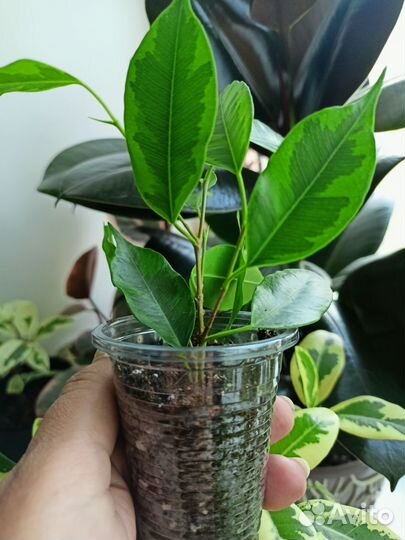 Фикус Бенджамина Регидан