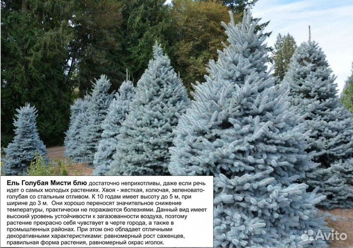 Голубые ели
