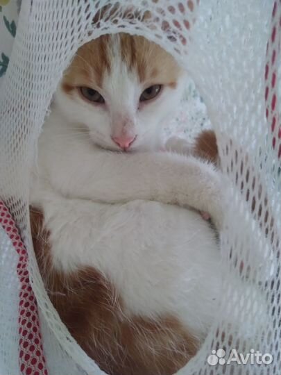 Рыжий котенок для детей) 4 месяца