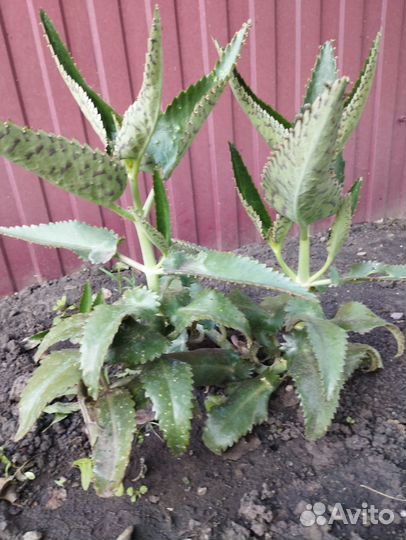 Каланхоэ лечебное