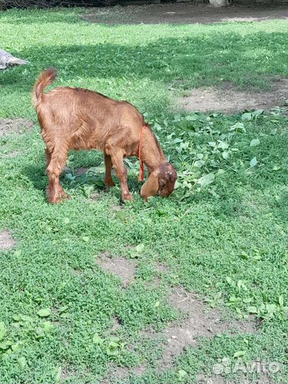 Нубийские козы